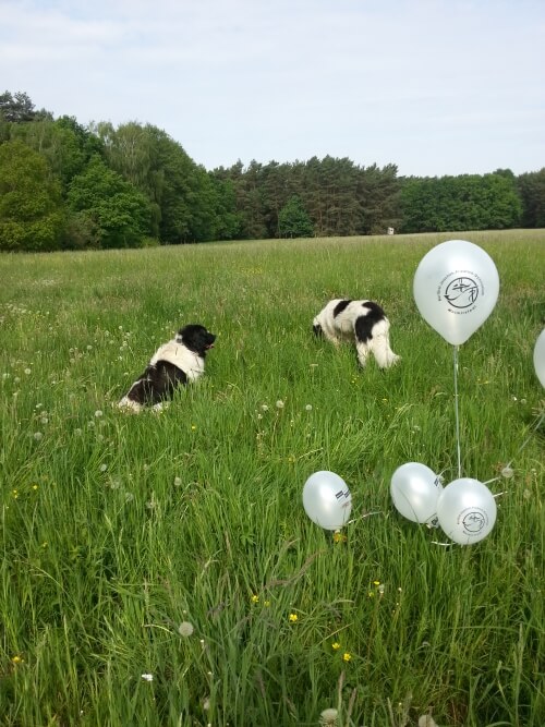 Die Ballons vom Cucula